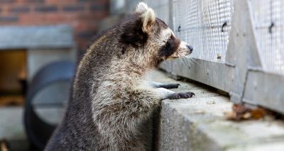 Owners urged to never release 'exotic' pets to the wild